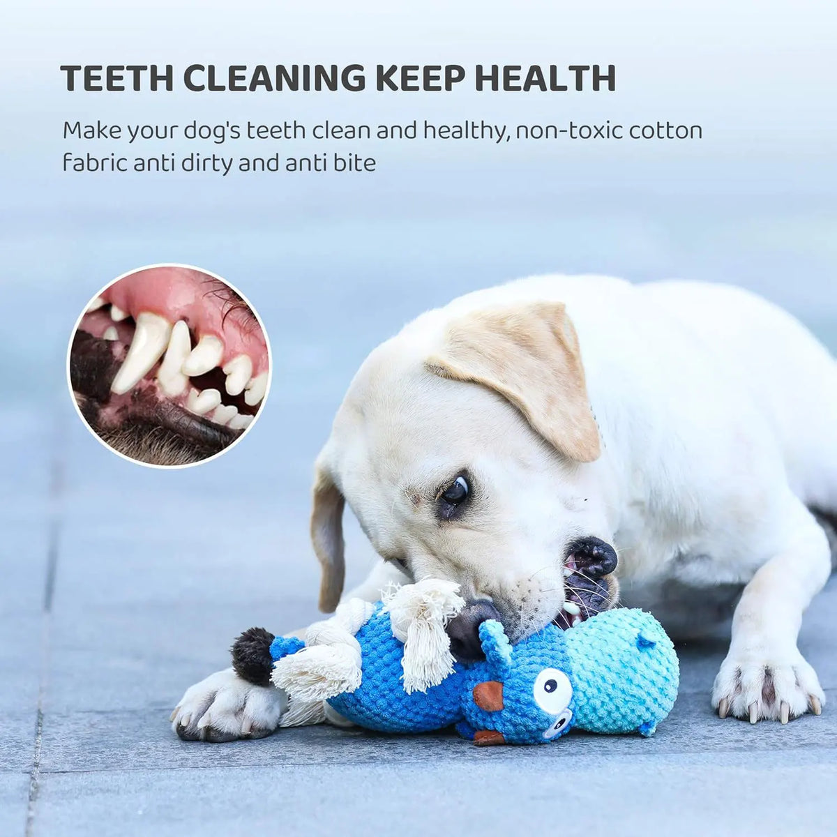 Plush Squeaky Dog Toy
