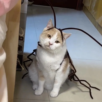 Cockroach Cat Costume with Wings