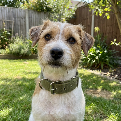 All-Season Nylon Dog Collar