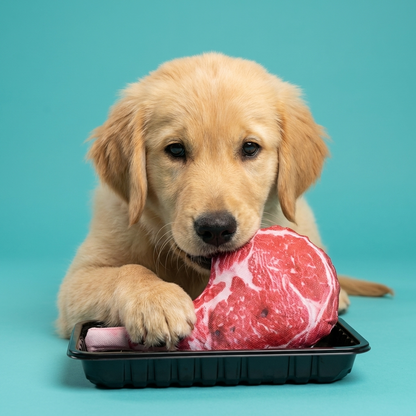 Plush Steak Squeaky Toy