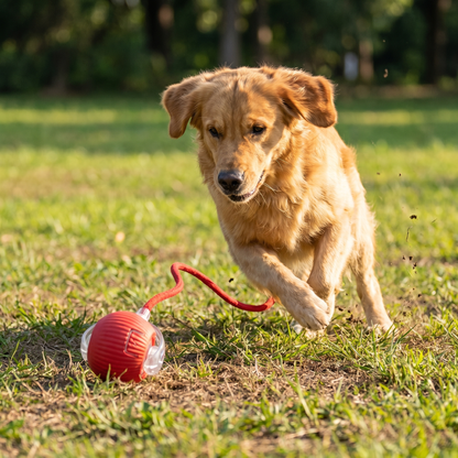 Smart Motion Interactive Ball
