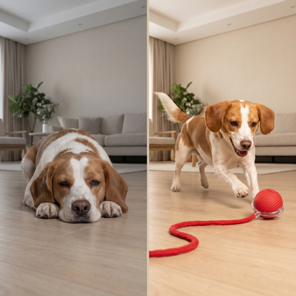 Smart Motion Interactive Ball