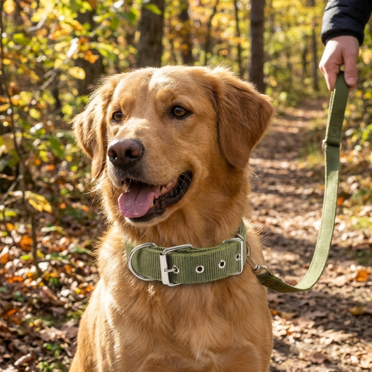 Classic Nylon Dog Collar lifestyle