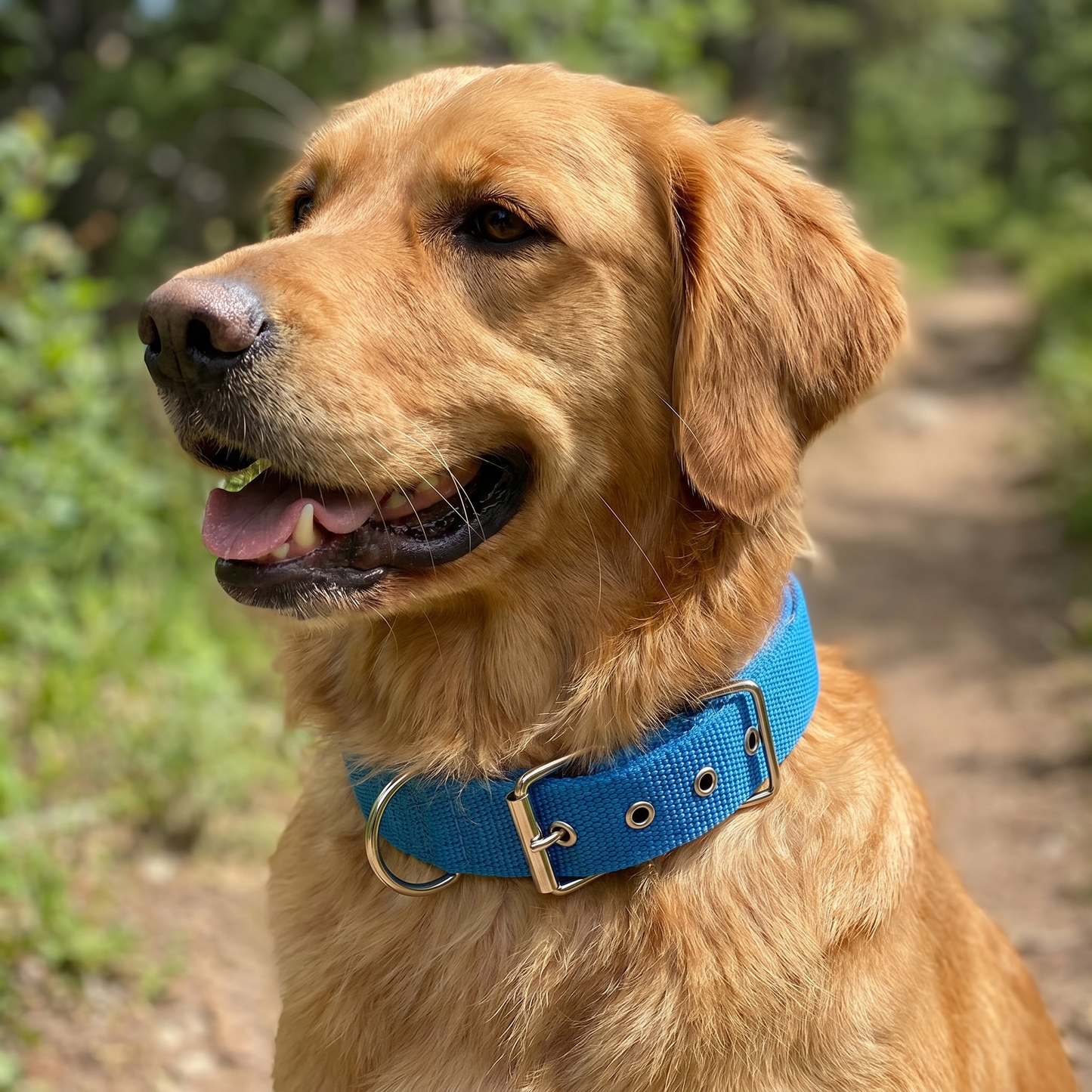 All-Season Nylon Dog Collar