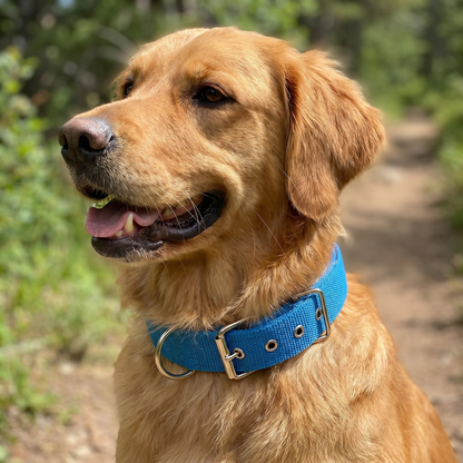 All-Season Nylon Dog Collar