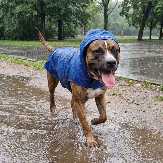 Reflective Dog Rain Coat