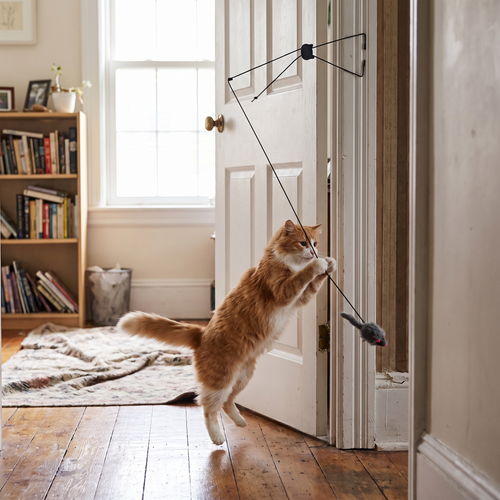 Hanging Door Mouse Teaser lifestyle