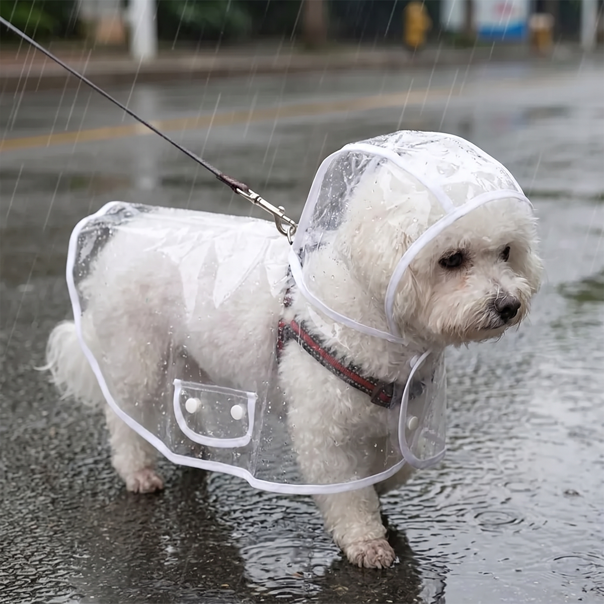 Transparent Dog Raincoat lifestyle