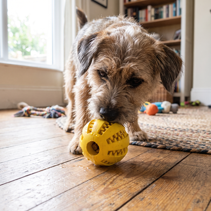 Treat Chew Ball lifestyle