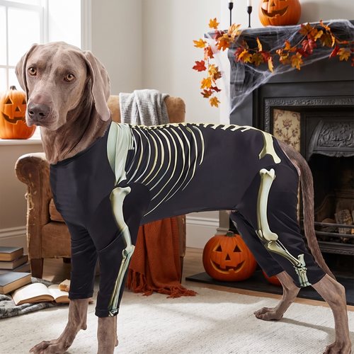 Skeleton dog Halloween costume lifestyle