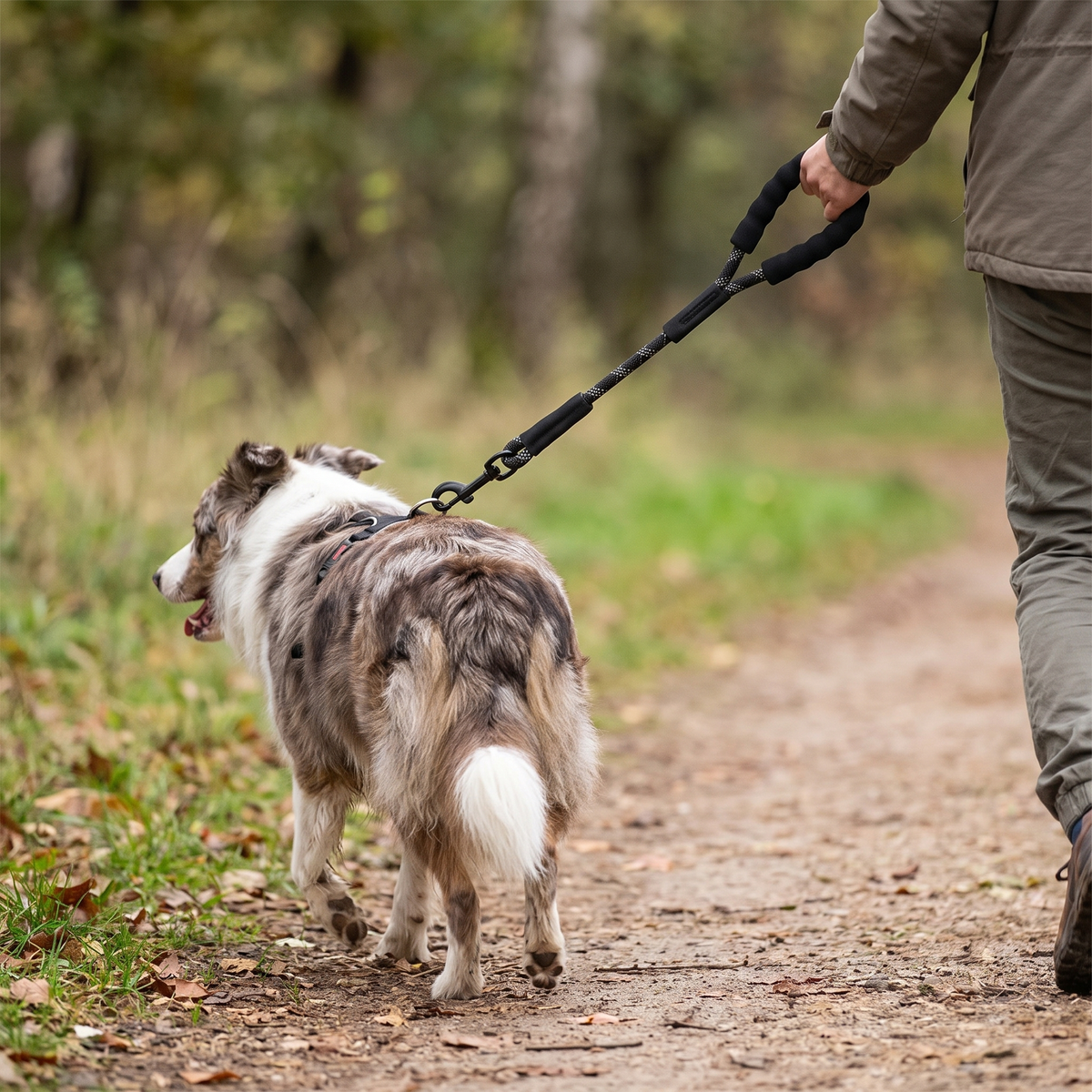Reflective dog training leash lifestyle