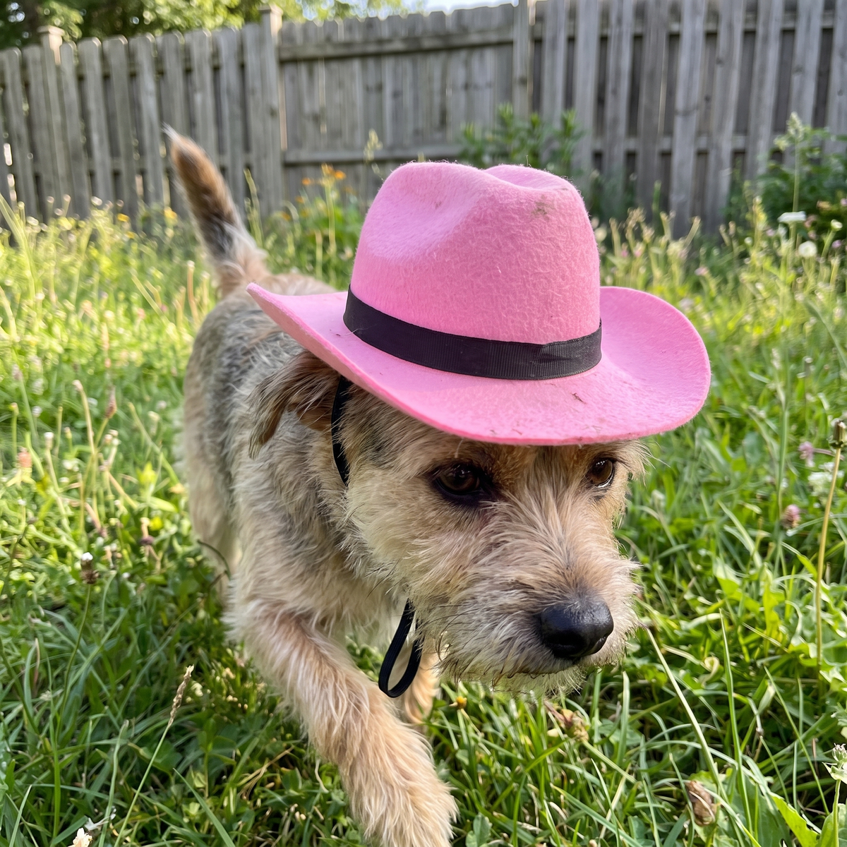 Cowboy pet hat lifestyle