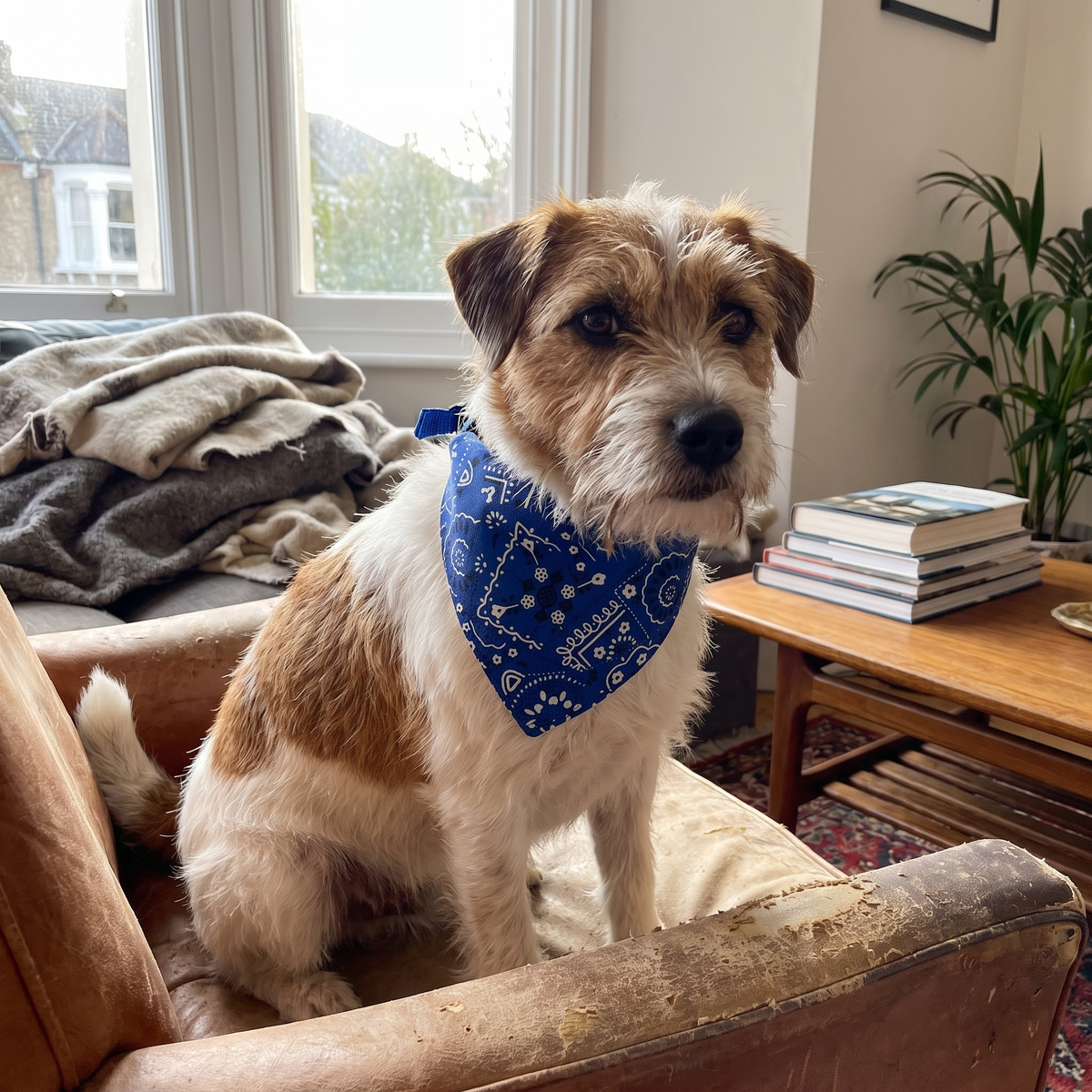 Triangular pet bandana lifestyle