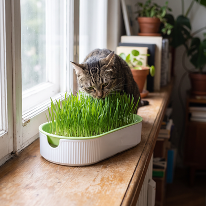 Hydroponic cat grass box lifestyle