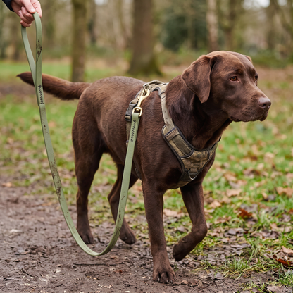 PVC bite-resistant training leash lifestyle