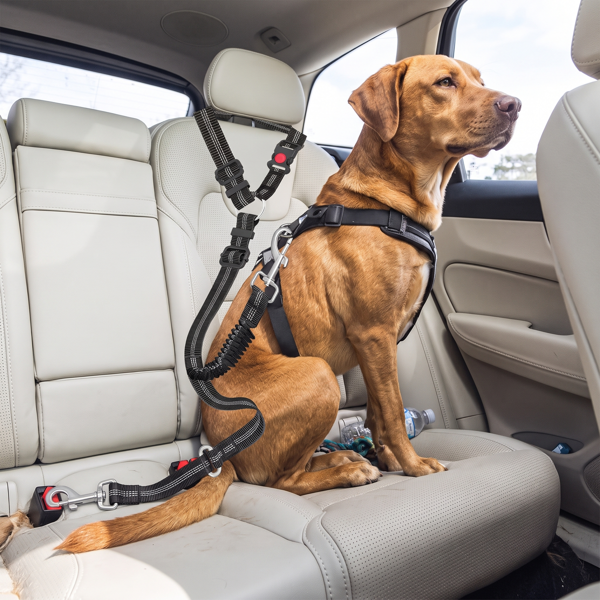 Striped dog car seat belt lifestyle