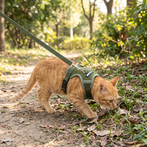 Mesh cat dog harness lifestyle